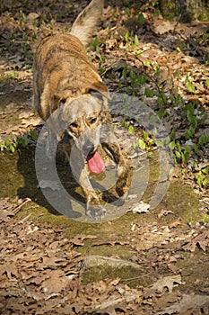 Catahoula dog running along a woodland trail, Somers, Connecticut.