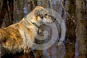 Catahoula dog standing at attention in water of vernal pool.