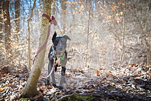 Catahoula Leopard Cattle Dog tied to a tree in the forest