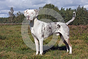 Catahoula leopard dog