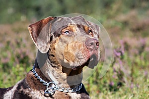 Catahoula leopard dog