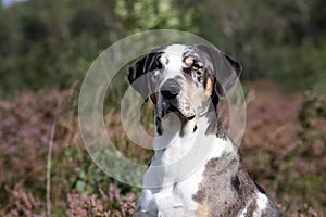 Catahoula leopard dog