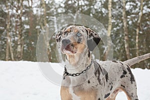 Catahoula Leopard Dog