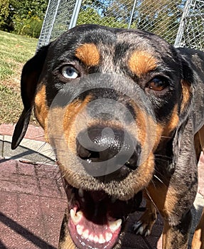 Catahoula Leopard Dog