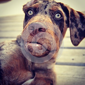 Catahoula Leopard Dog