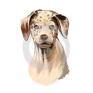 Catahoula Leopard dog breed isolated on white digital art illustration. Catahoula Cur American dog breed, Leopard Dog Louisiana.