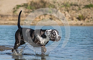 Catahoula Leopard Dog is going in water.