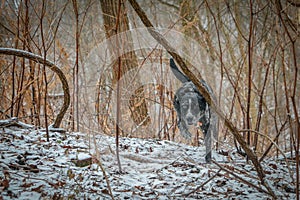 Catahoula Leopard Dog Hunting in the snow
