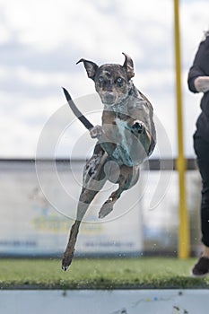 Catahoula Leopard Dog jumping off a dock