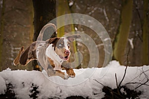 Catahoula Leopard Dog is jumping over the log.