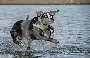 Catahoula Leopard Dog is jumping into the water.