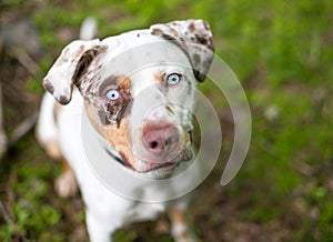 A Catahoula Leopard Dog mixed breed with blue eyes