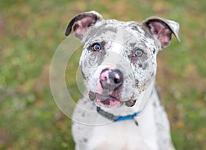 A Catahoula Leopard Dog mixed breed dog