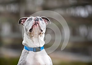 A Catahoula Leopard Dog mixed breed dog