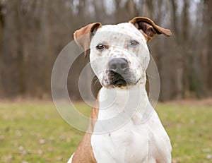 A Catahoula Leopard Dog mixed breed outdoors