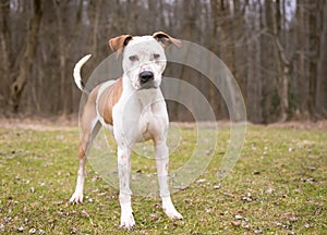 A Catahoula Leopard Dog mixed breed standing outdoors