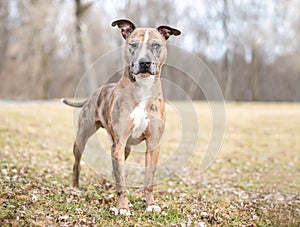 A Catahoula Leopard Dog mixed breed standing outdoors
