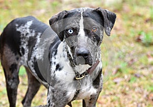 Catahoula Leopard Dog and Pointer mix breed dog with one blue eye outside on a leash