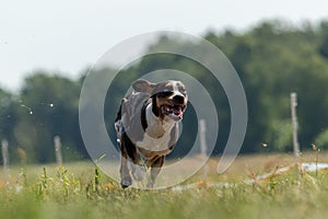 Catahoula Leopard Dog running in lure coursing