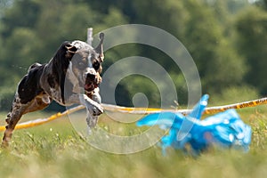 Catahoula Leopard Dog running in lure coursing