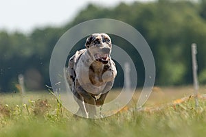 Catahoula Leopard Dog running in lure coursing