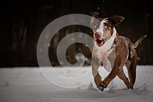 Catahoula Leopard Dog is running in snow.