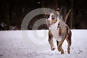Catahoula Leopard Dog is running in snow.