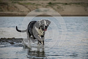 Catahoula Leopard Dog is running in the water