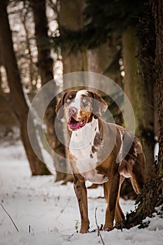 Catahoula Leopard Dog is standing in snow.