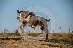 Catahoula Leopard Dog who is running in desert in sand.