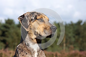 Catahoula leopard dogs