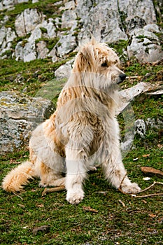 Catalan and irish soft-coated wheaten terrier crossbreed dog