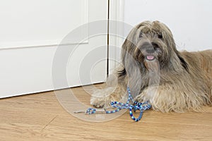 CATALAN SHEEP DOG WAITS FOR A WALK WITH LEASH ON FLOOR AND DOOR