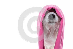 CATALAN SHEEP DOG WAITS FOR A WALK WITH LEASH ON FLOOR AND DOOR