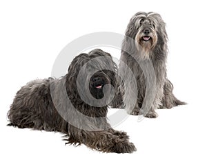 Catalan Sheepdog (6 and 3 years old) photo