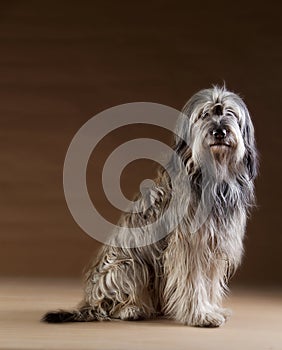 Catalan sheepdog portrait photo