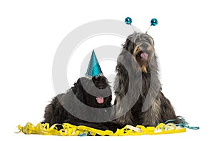 Catalan sheepdogs wearing party hats, panting, photo