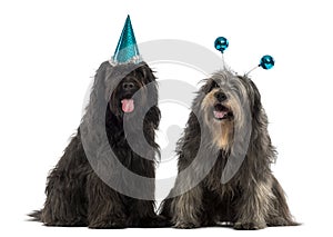 Catalan sheepdogs wearing party hats, panting, photo