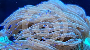 Amphiprion bicinctus - Red Sea clownfish underwater scene photo