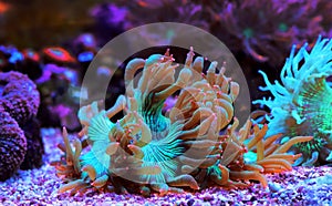 Elegance coral in reef aquarium - Catalaphyllia Jardinei photo