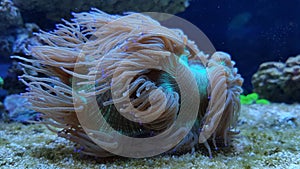 Amphiprion bicinctus - Red Sea clownfish underwater scene photo