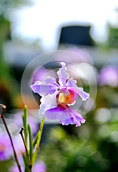 Cataleya Orchid in Nevis