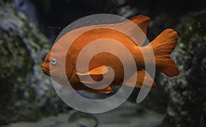 A catalina goldfish swimming the water.