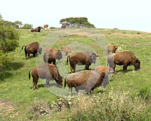 Catalina Island Bison Herd