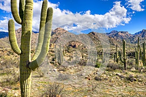 Catalina Mountains