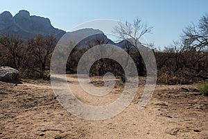 Catalina State Park near Tuscon, Arizona, burned area