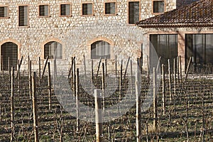 Catalonian vineyard in alt emporda. Organic agriculture. Girona, Catalonia, Spain photo
