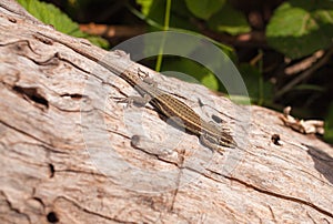 Catalonian Wall LIzard basking on log