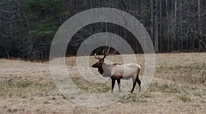 Cataloochee Bull Elk