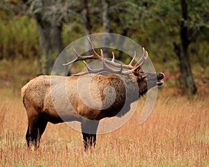 Cataloochee Elk